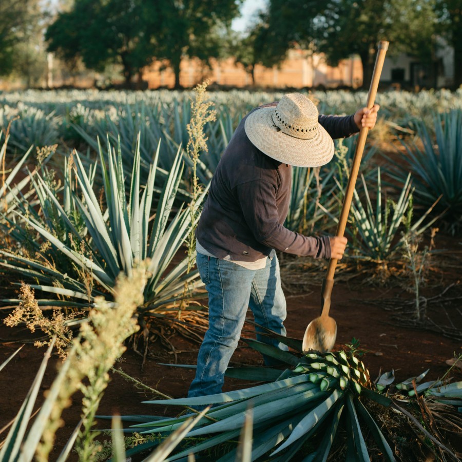 EXPORTAR TEQUILA EUROPA